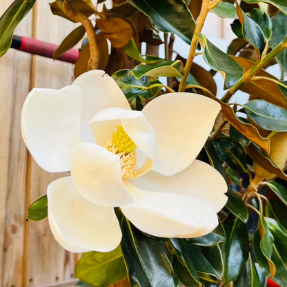 Magnolia grandiflora-Lotus Magnolia