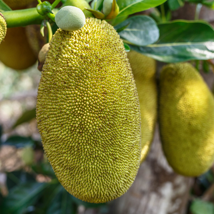 Jackfruit