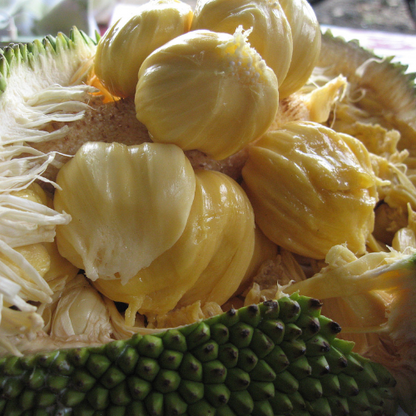 Jackfruit tree