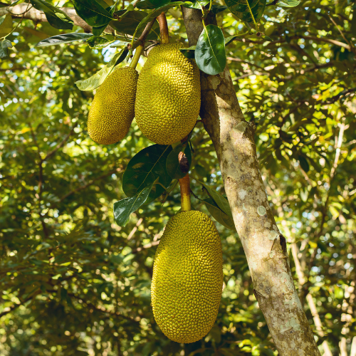 Jackfruit tree