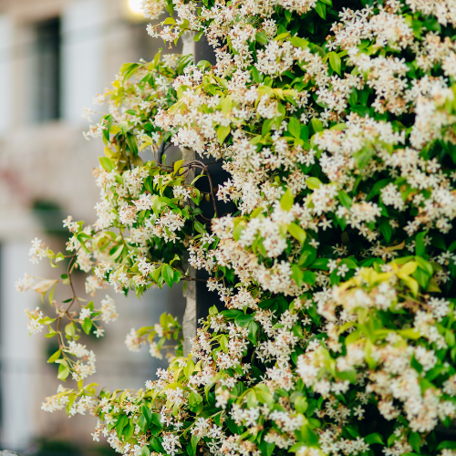 Star Jasmine 