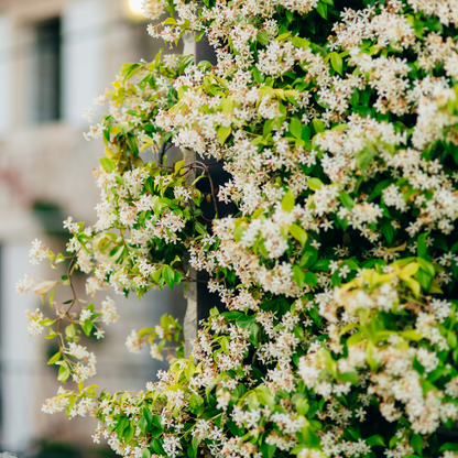 Jasmine-Windmill Jasmine