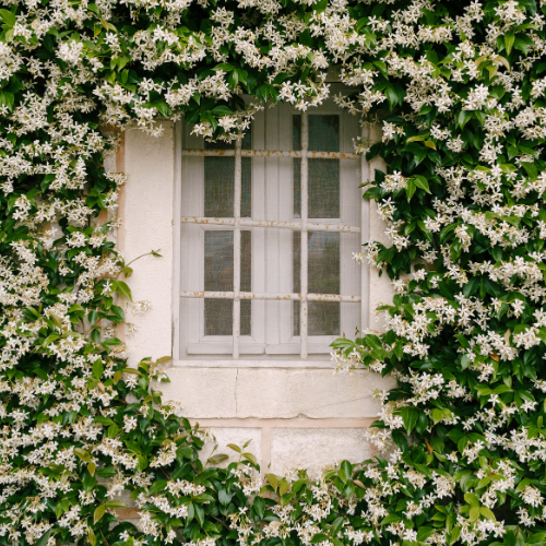 Star Jasmine 
