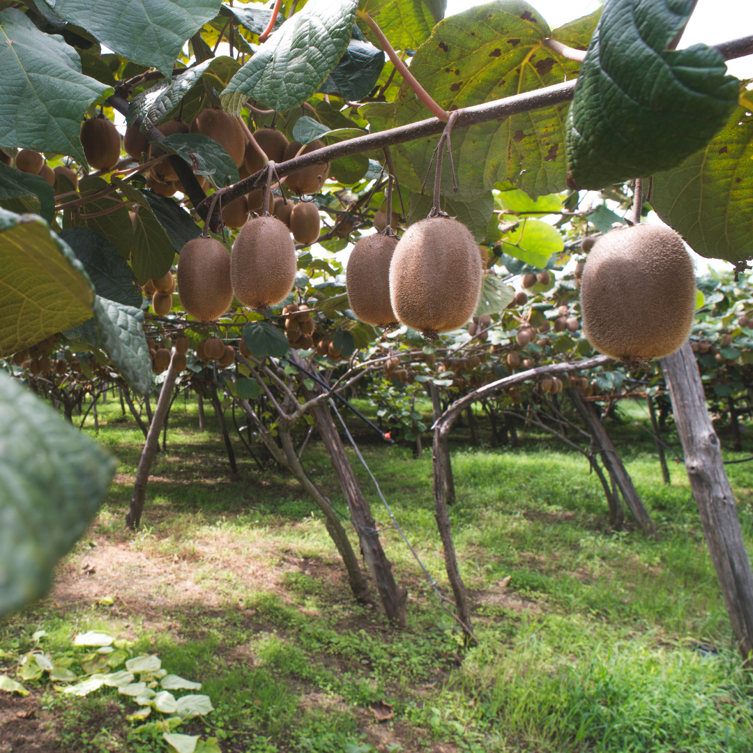 Kiwi tree