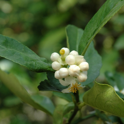 Meiwa Sweet Kumquat
