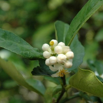 Kumquat Tree-Meihua Kumquat