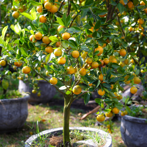 Meiwa Sweet Kumquat