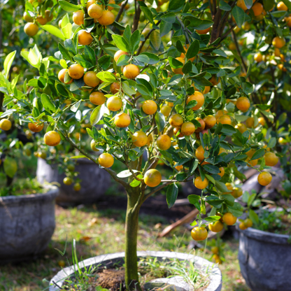 Kumquat Tree-Meihua Kumquat