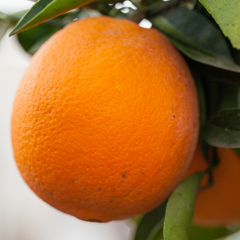 橙子树-脐橙·卡拉红肉橙