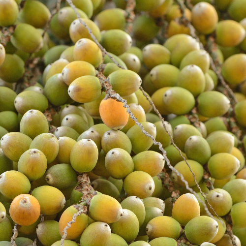 Pindo Palm
