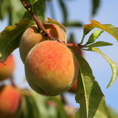 Peach Tree-Rio Oso Gem Yellow Peach