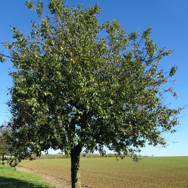 Asian Pear Tree - Pyrus communis