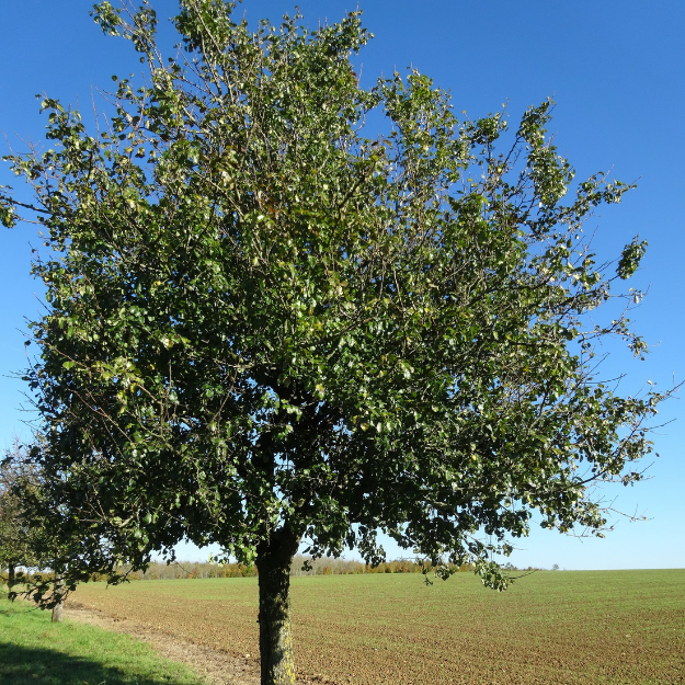 Ya Li Pear Tree