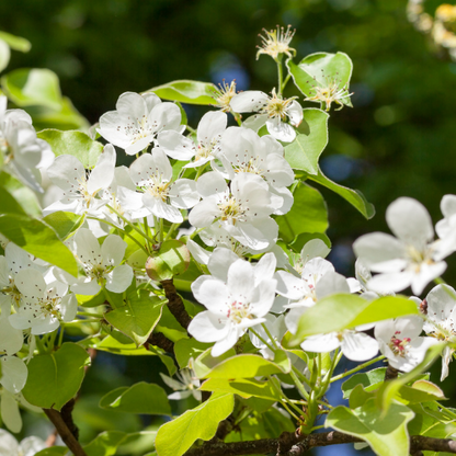 Asian Pear Tree - Pyrus communis