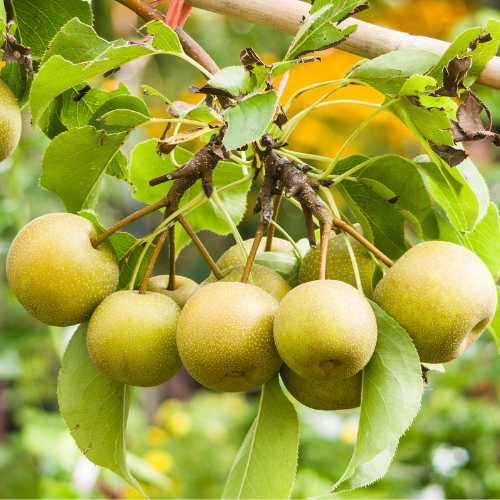 Asian Pear Trees - Pyrus communis 