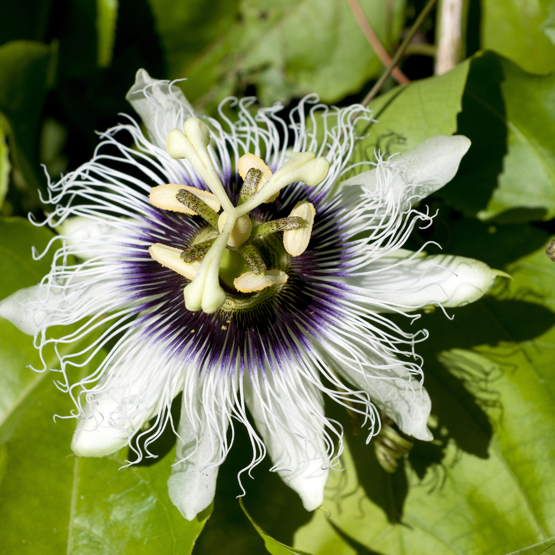 Yellow Passion Fruit