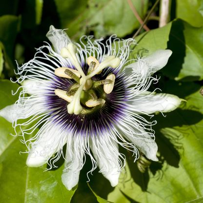 Passion fruit-Golden passion fruit