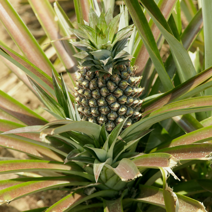 Pineapple Tree