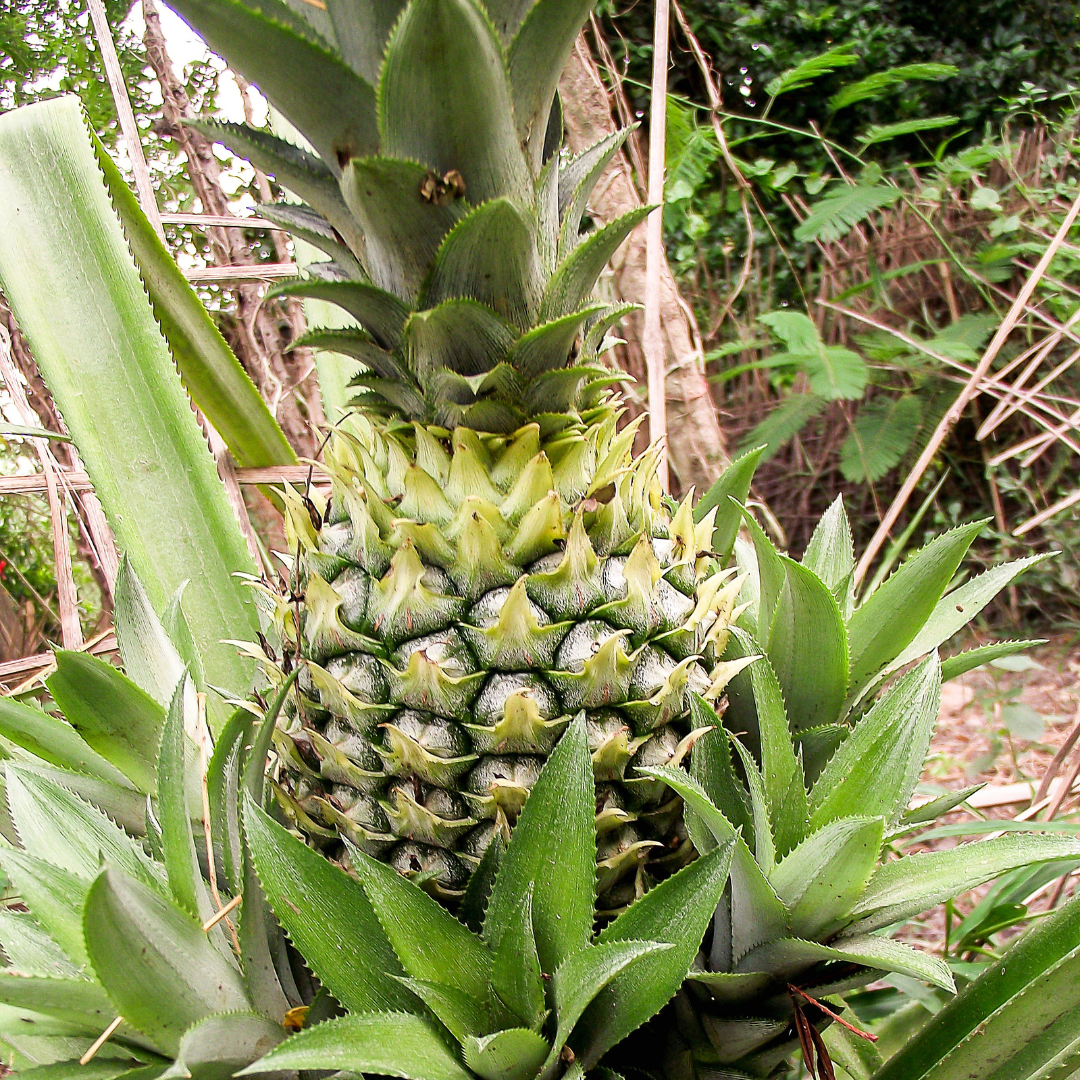 Pineapple Tree