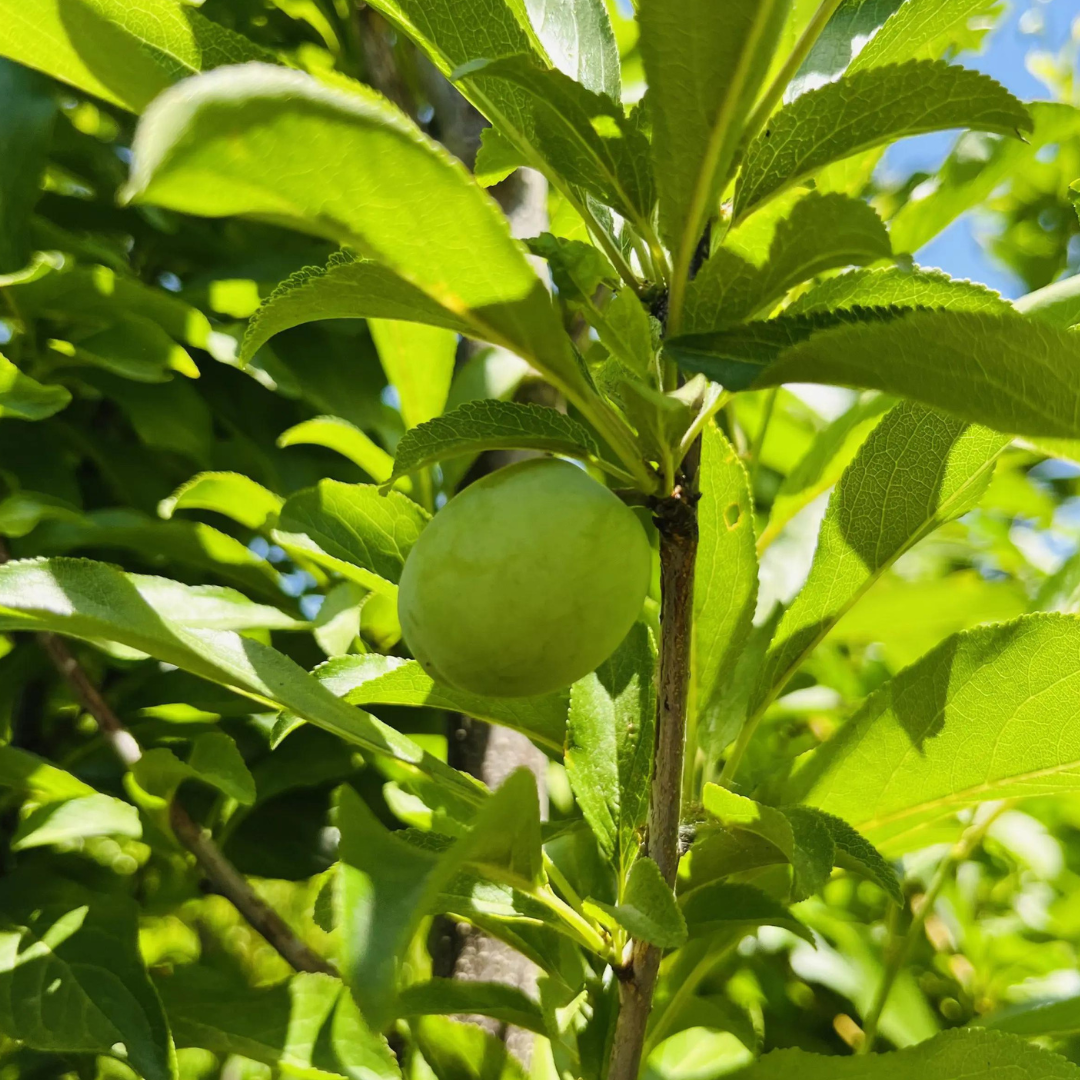 Santa Rose Plum
