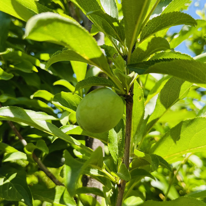 Plum Trees – Santa Rosa Plum