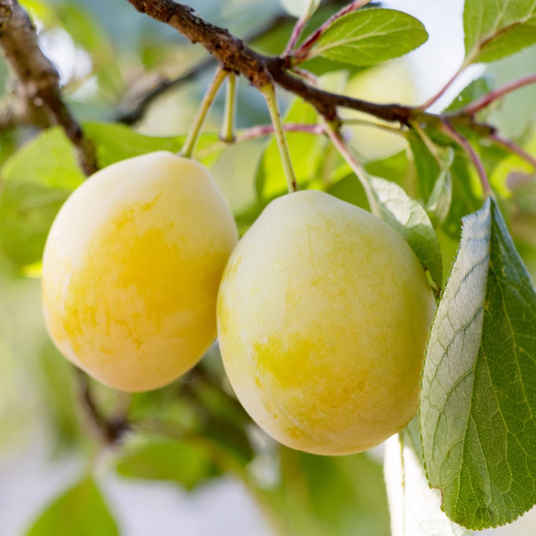 Plum Tree-Golden Nai Plum