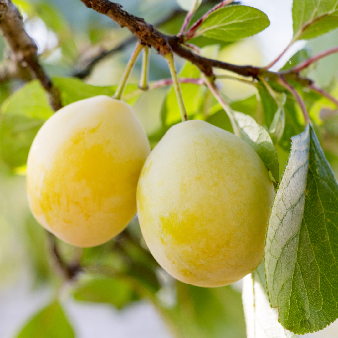 Golden Nectar Plum