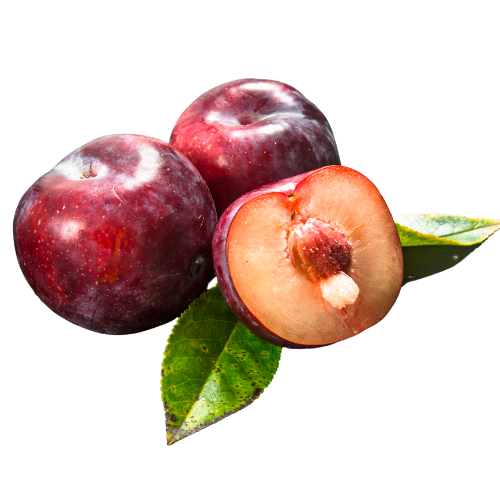 Santa Rose Plum