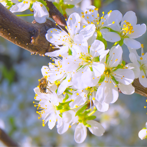 Plum Tree - Beautiful Sweet Plums