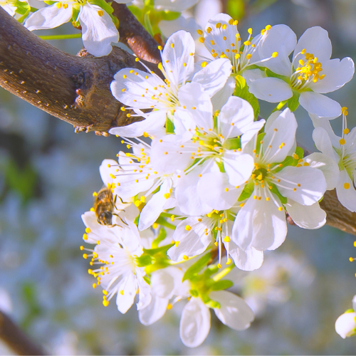 Beauty Japanese Plum