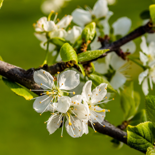 Plum Trees – Santa Rosa Plum