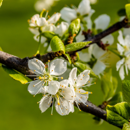 Plum Tree - Honey Orange Plum