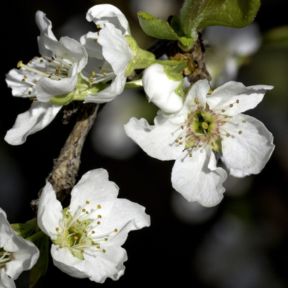 Plum Tree - Dinosaur Egg Plum