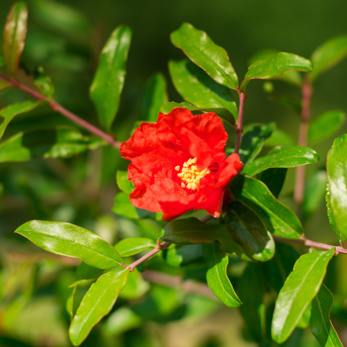 Parfianka Pomgranate