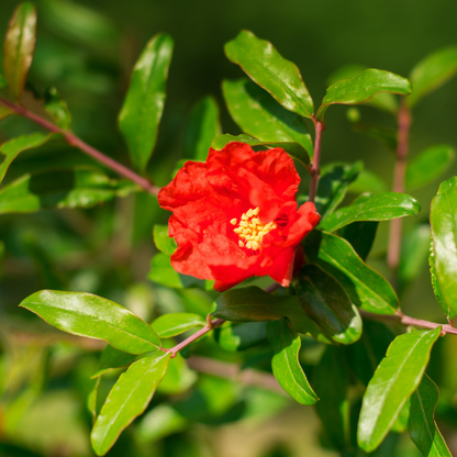 Soft Seed Pomegranate Tree - Pafianca