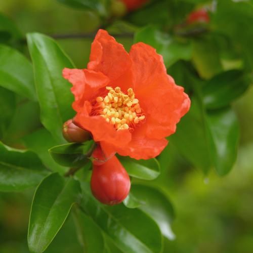 Soft Seed Pomegranate Tree-Sweet