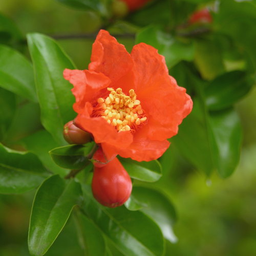 Eversweet Pomgranate