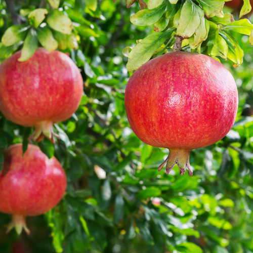 Soft Seed Pomegranate Tree - Pafianca