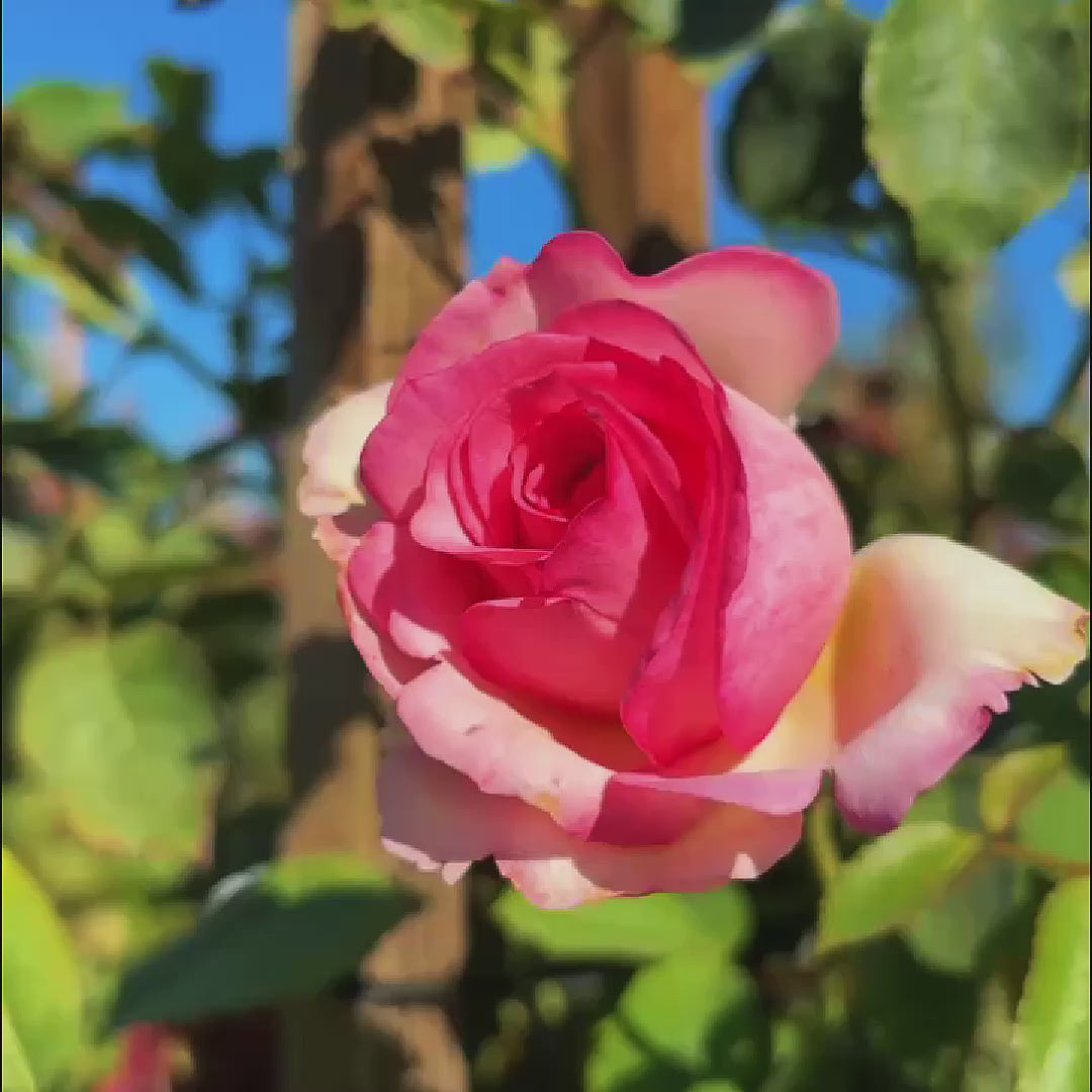 Meiviolin Climbing Rose