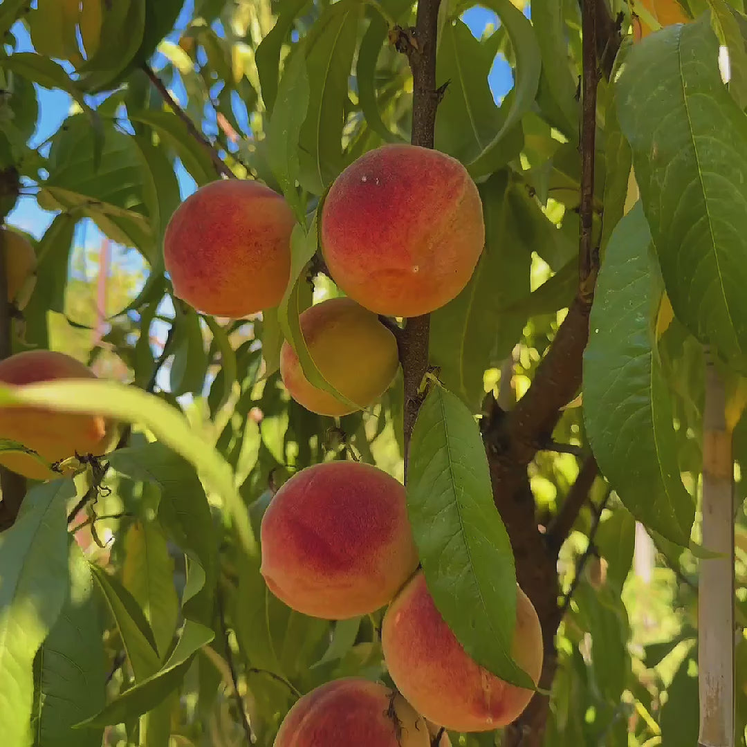 Rio Oso Gem Peach