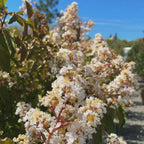 Natchez Crape Myrtle