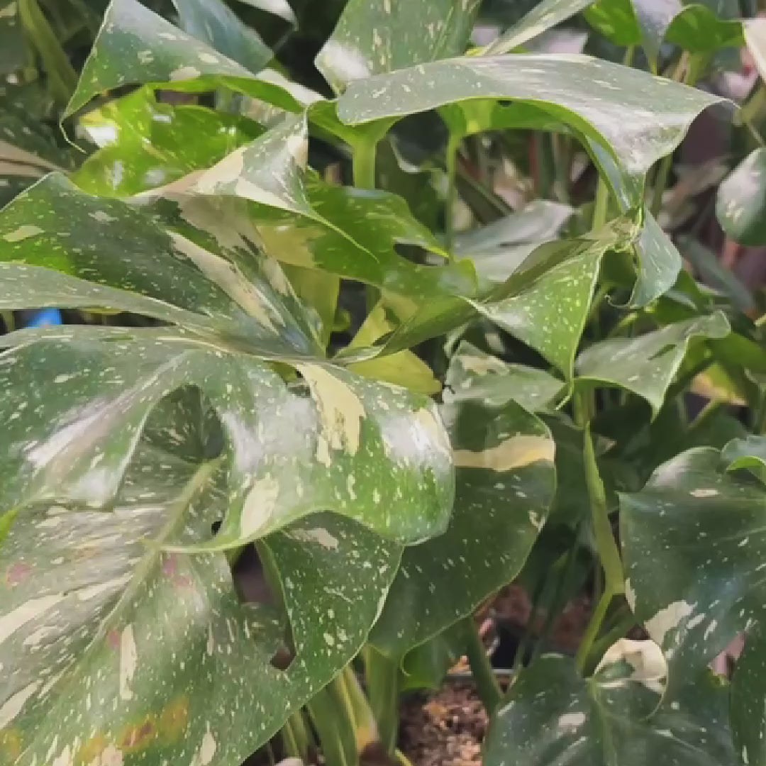 Thai Constellation Monstera