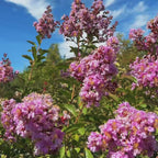 Muskogee Crape Myrtle