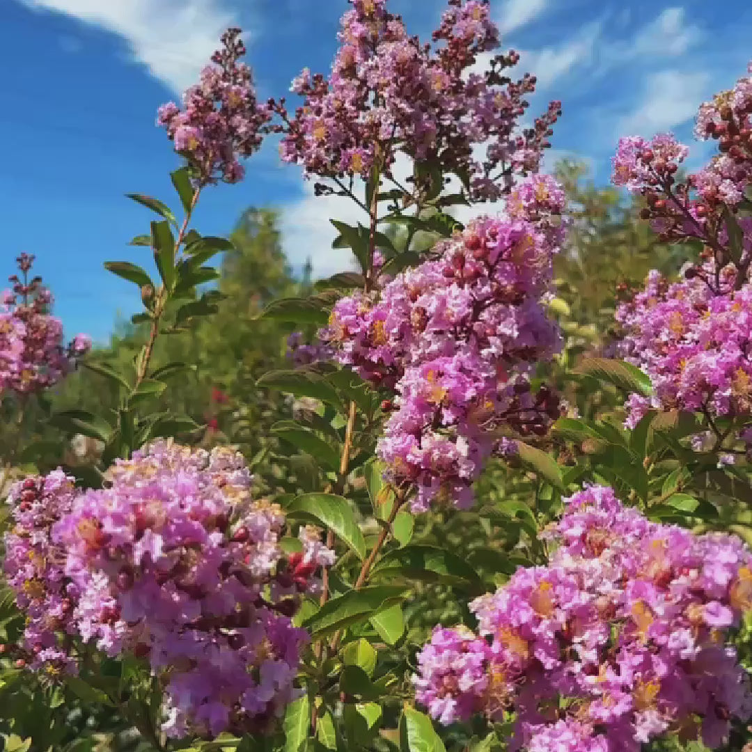 Muskogee Crape Myrtle