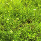 珍珠草 Scotch Moss