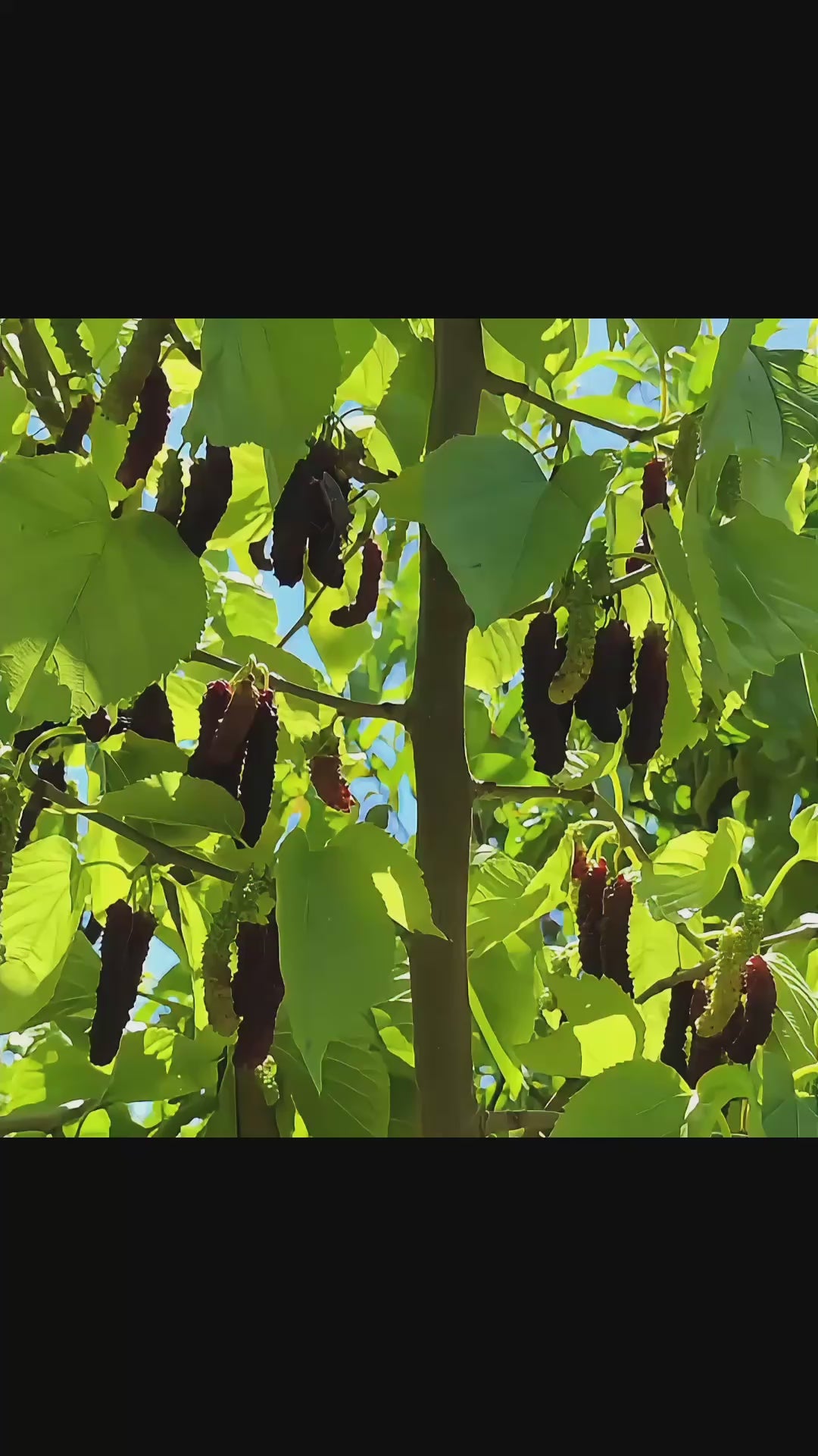 Pakistan Long Mulberry