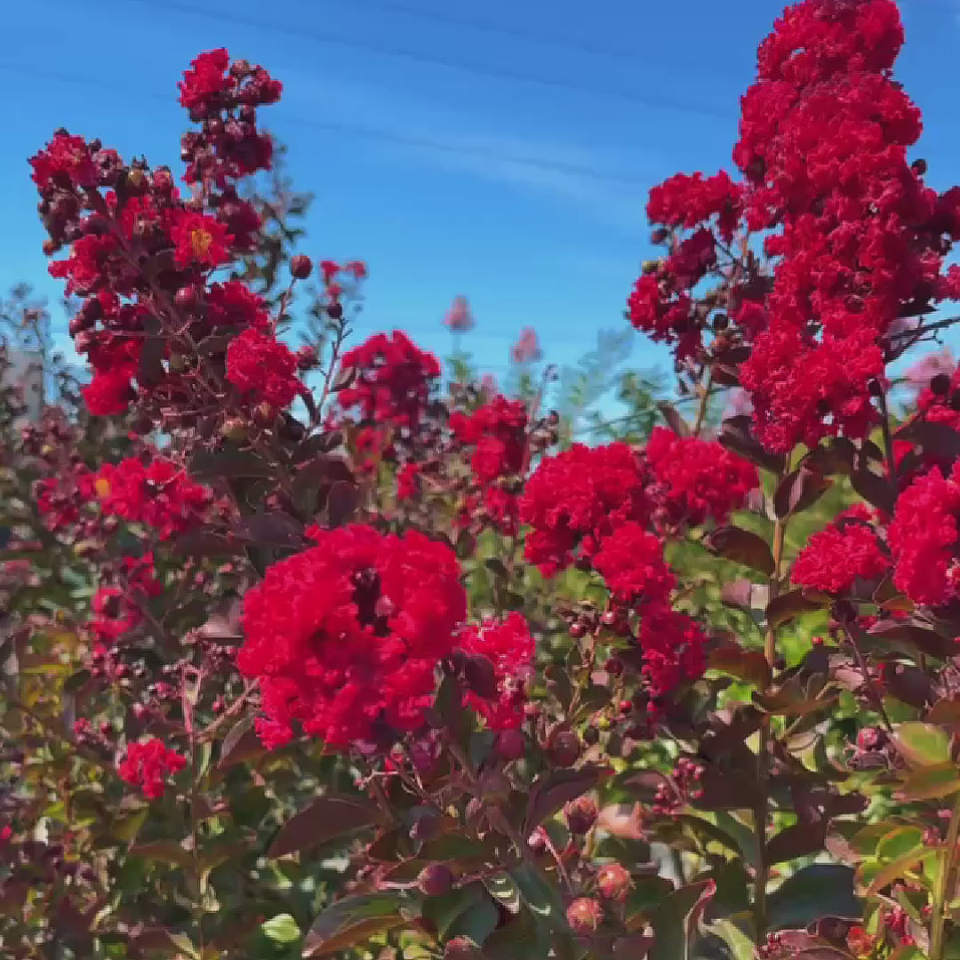 Dynamite Crape Myrtle