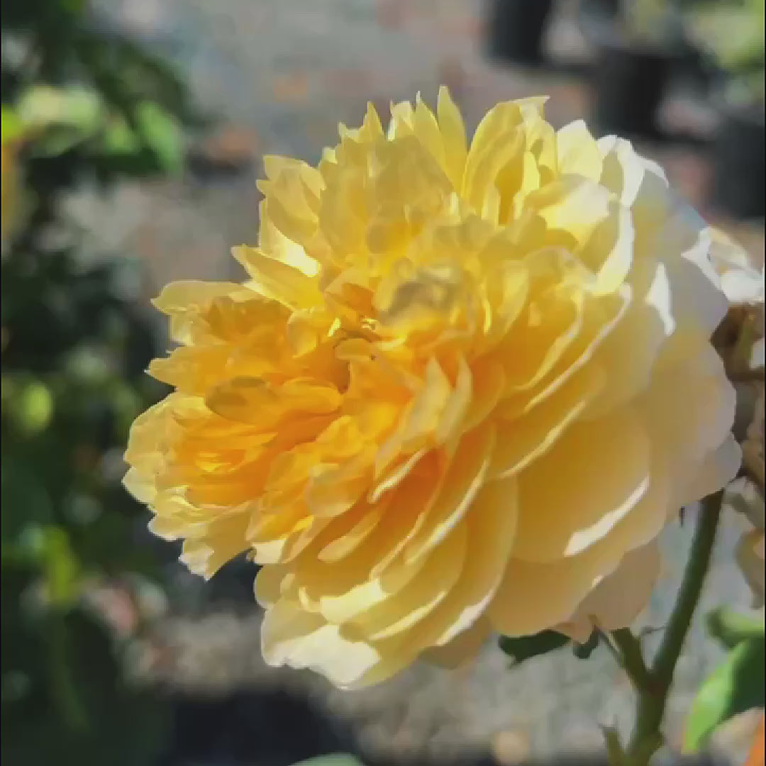 Raspberry Cream Twirl Climbing Rose