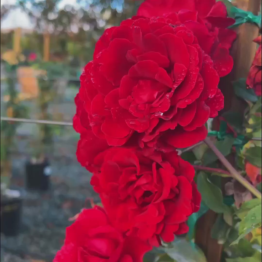 Don Juan Climbing Rose