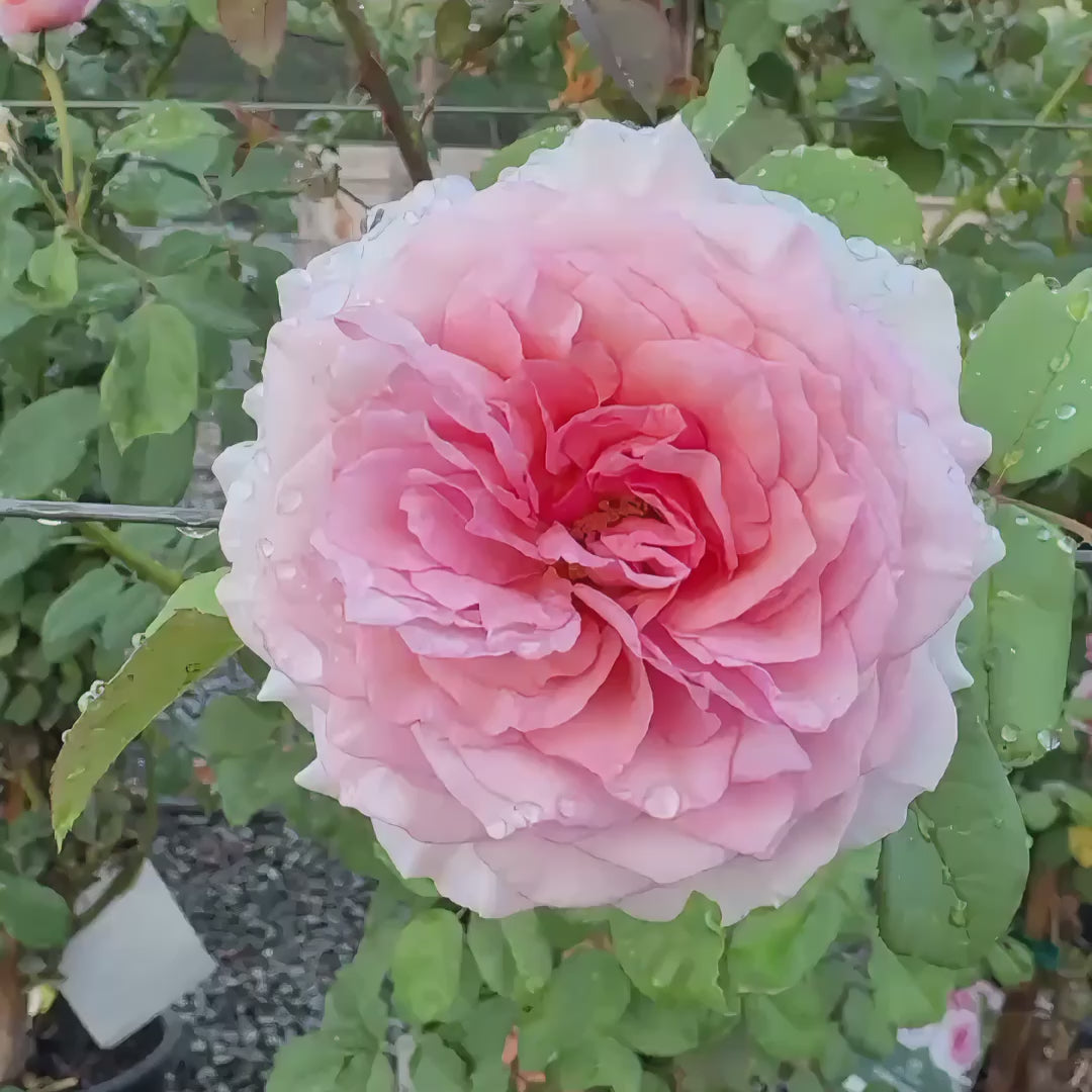 Raspberry Cream Twirl Climbing Rose